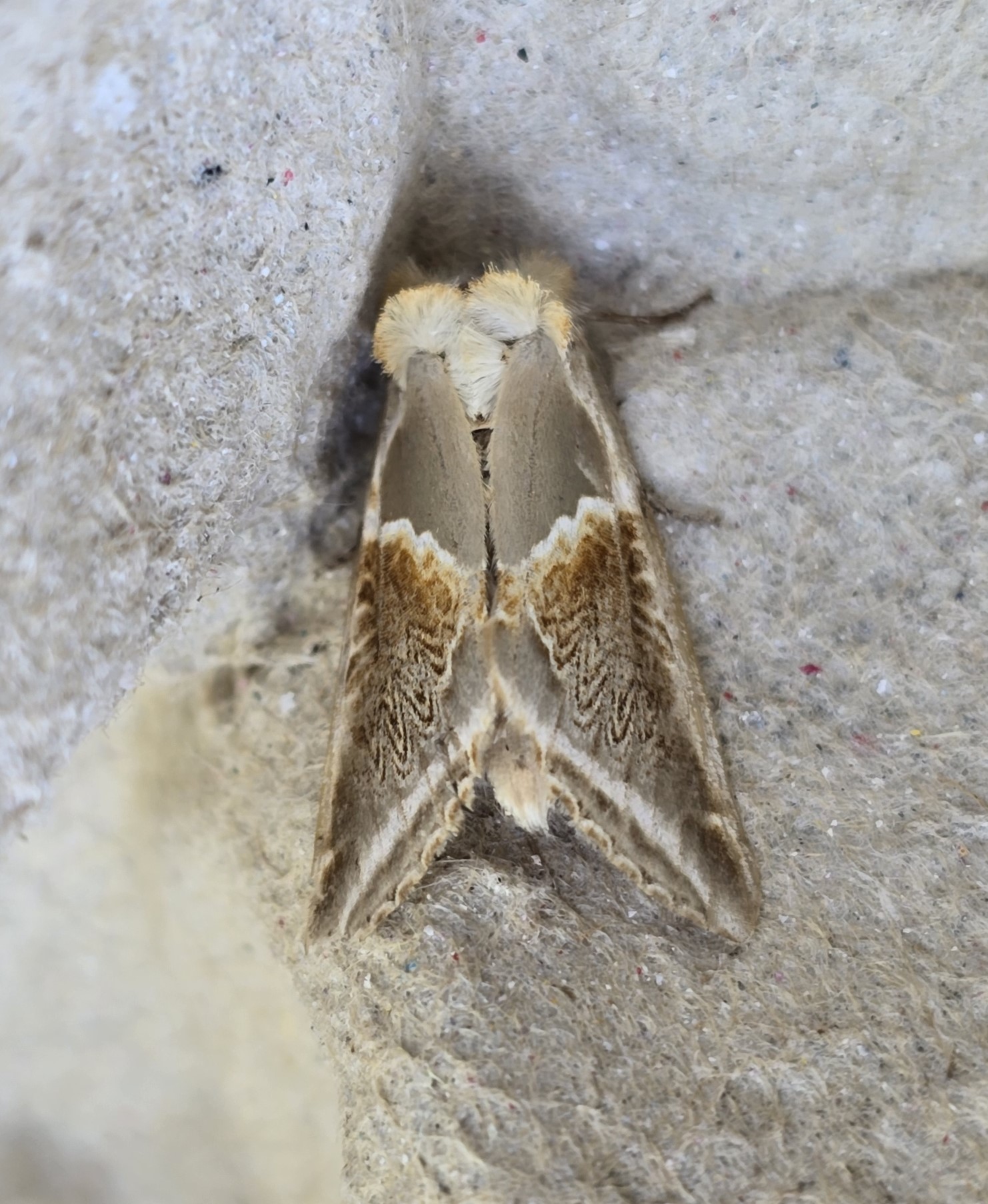 Photo of Buff Arches (Habrosyne pyritoides)